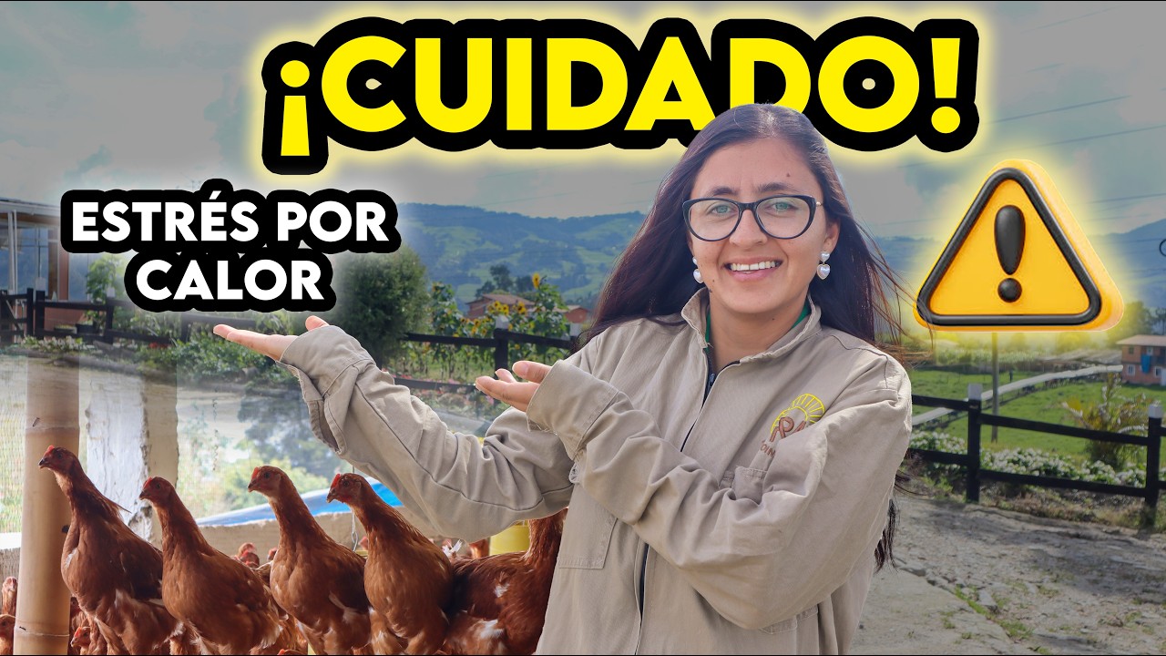 El CALOR está BAJANDO la producción de HUEVOS y nadie te lo dice