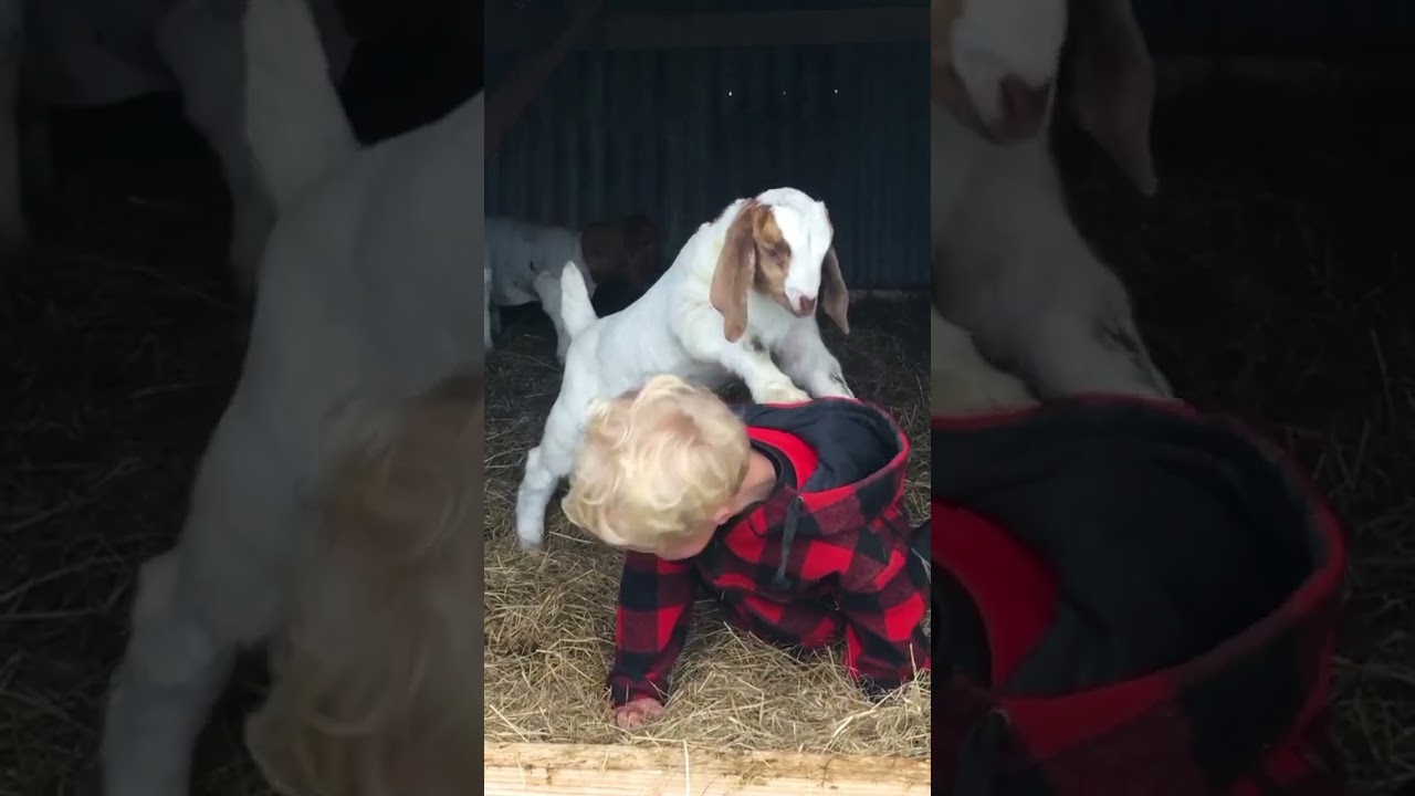 Little Goat Tries To Climb Giggling Boy