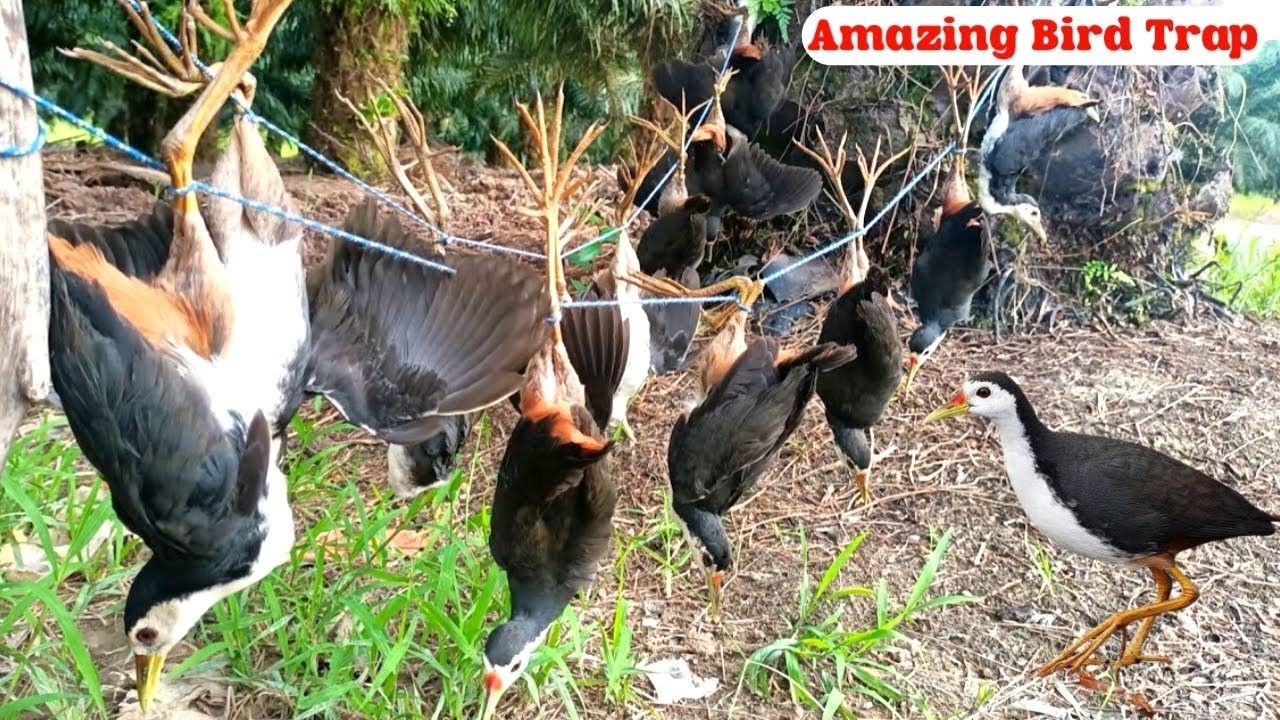 Traditional Bird Trap That Works Like Magic! Village Style Bird Hunting #The_Bird_Kingdom