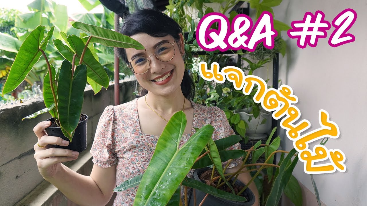 #แจกต้นไม้ ตอบคำถามQ&A ภาค 2  #Mikihome