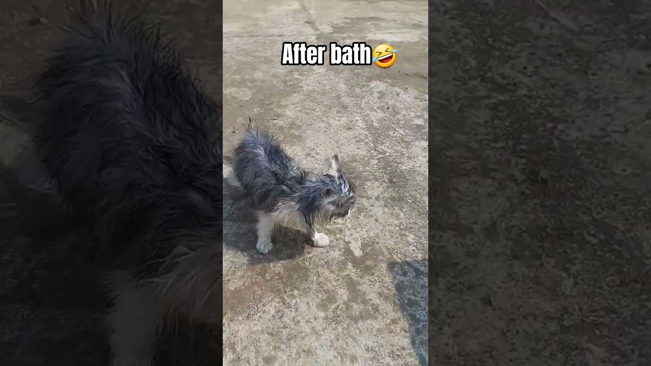 #comedy #bath #youtubeshorts #shortsviral #cat #alfyy #bestfeed