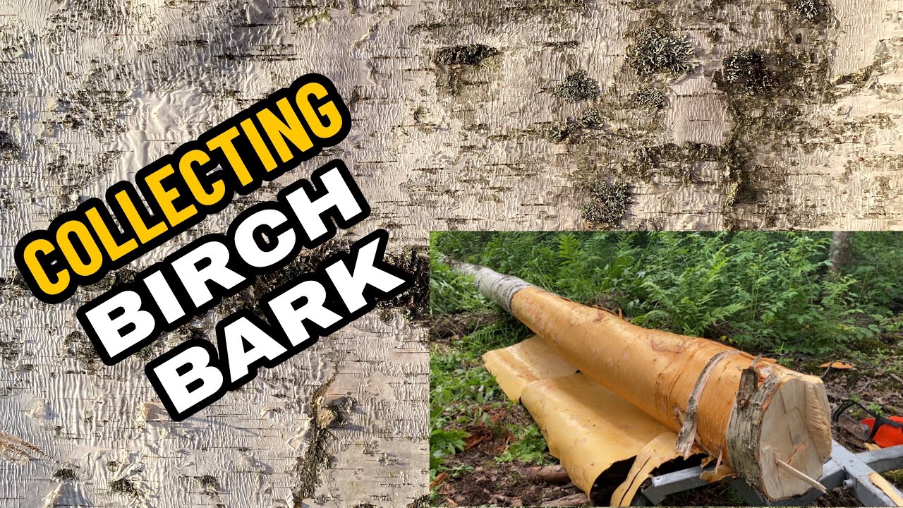 HARVESTING BIRCH BARK - start to finish
