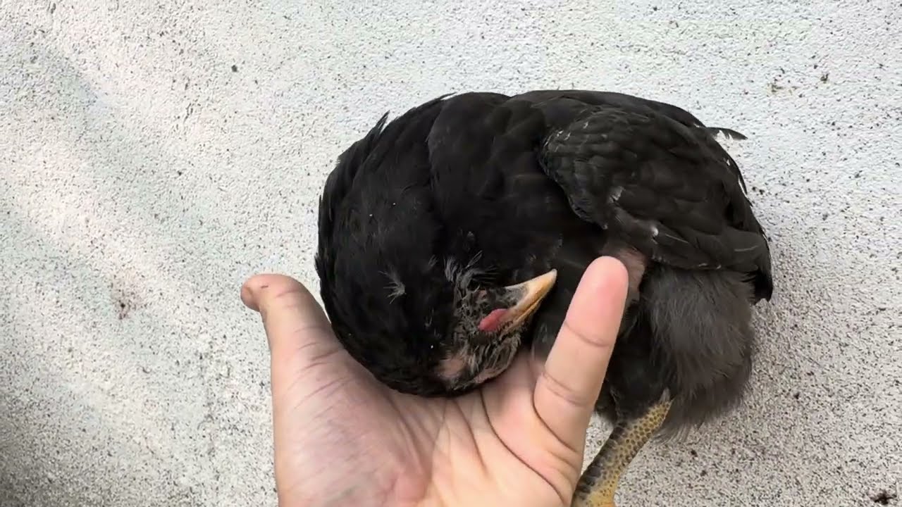 Wry neck problem and treatment mirgi chickens main , twisting of neck in chickens, gardan Myrna