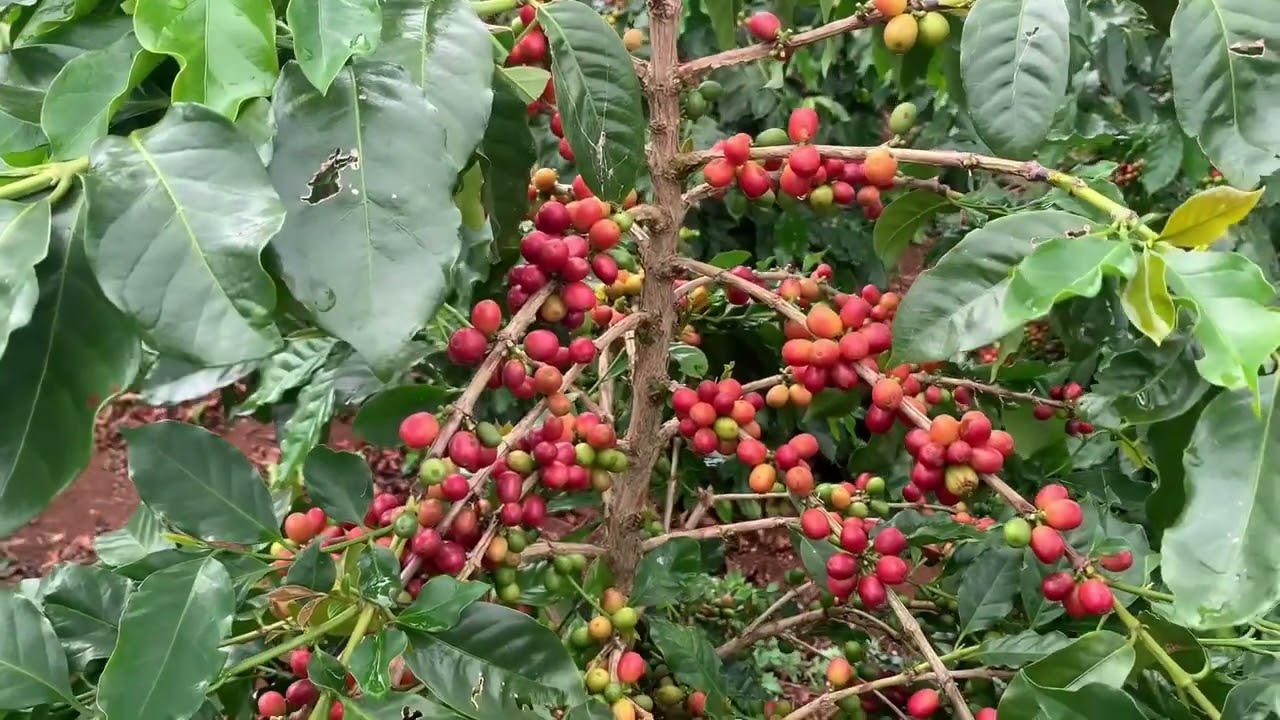 15 Lưu ý khi trồng cà phê THA1