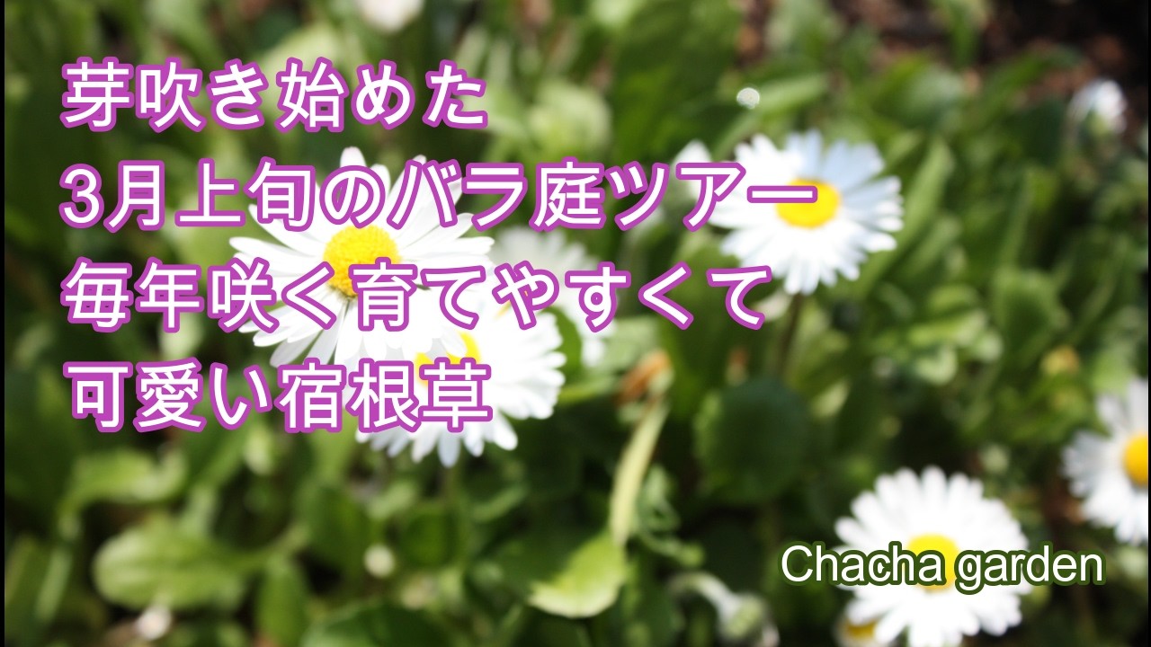 【バラの庭】バラの芽吹き/クリスマスローズの開花/買い足さなくても毎年咲く宿根草