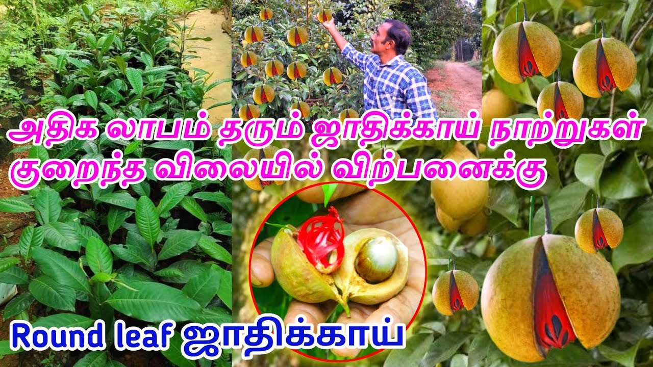 ஜாதிக்காய் நாற்றுகள் விற்பனை |கேரளா|9942844555|nutmeg Round leaf