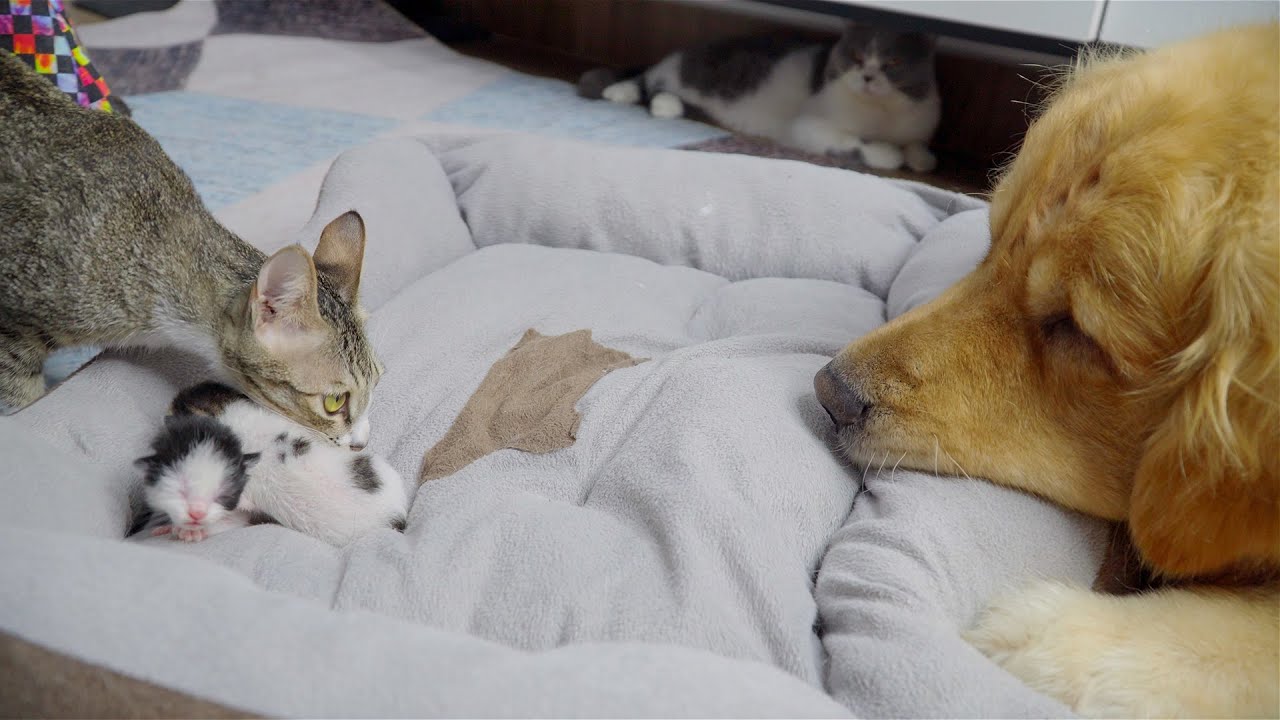 Golden Retriever Can’t Believe Rescued Kitten He Raised Is Now a Mom!