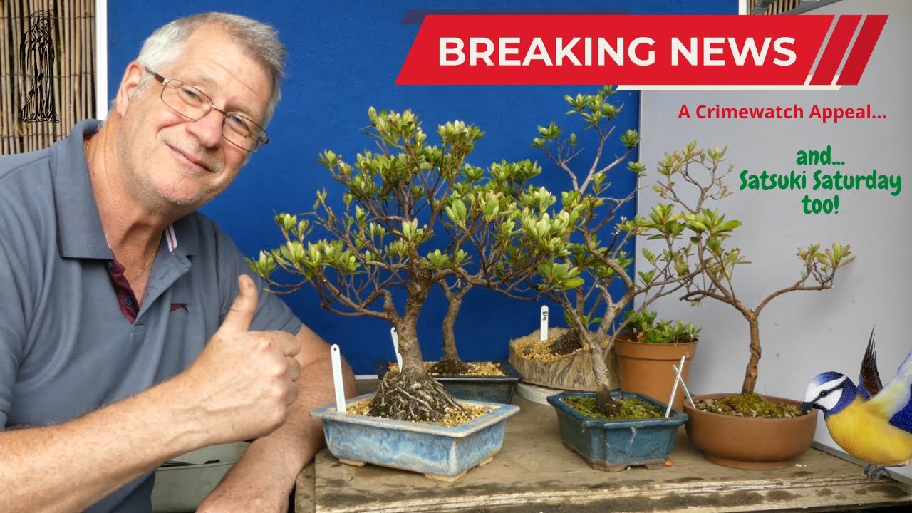 Satsuki Azalea Pruning like Peter Chan - In my dreams!
