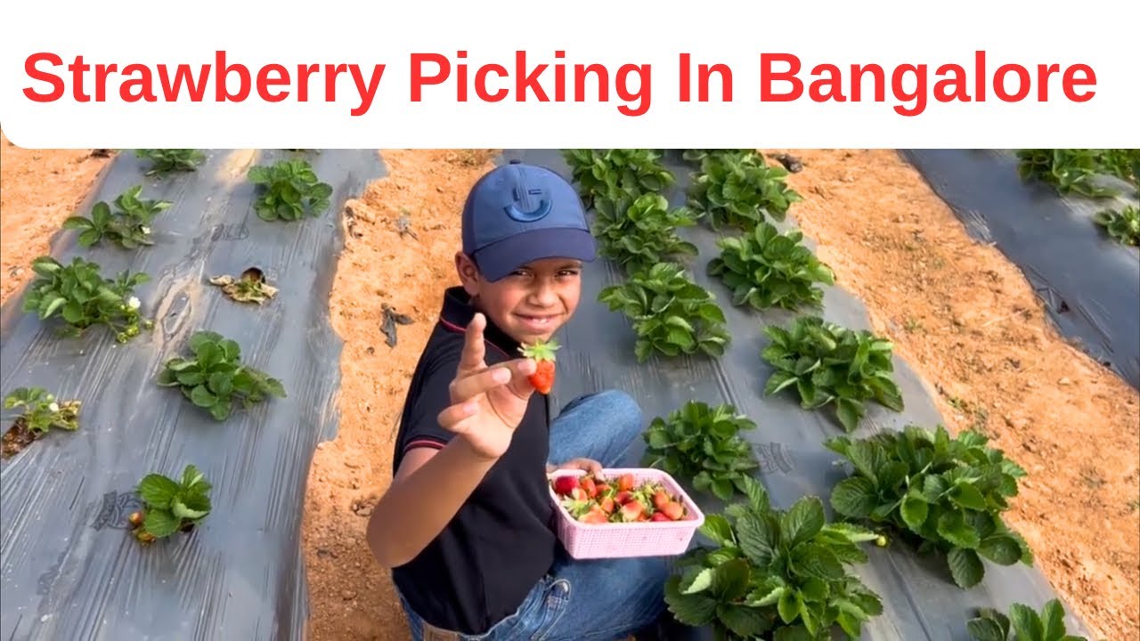 Strawberry picking in Bangalore|| Family Fun day at Strawberry Farm @Wholesome Farms Bangalore