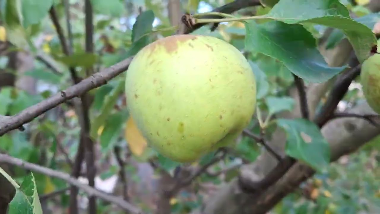 Sunt suficiente atâtea  soiuri în acest  măr? 