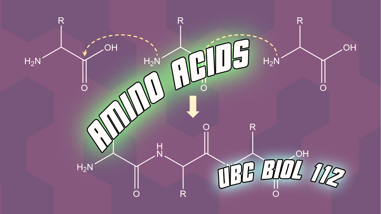 Amino Acids - Biol 112 at UBC