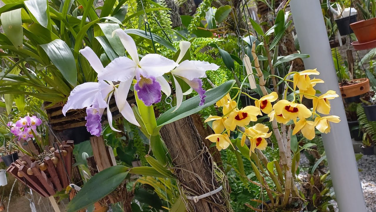 Tour no Orquidário🌸🌺🌼 Flores, raízes e muitas brotações 🌱