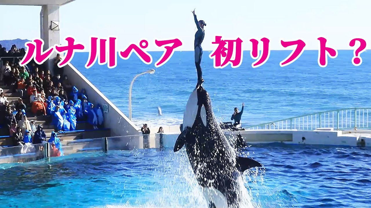 シャチパフォーマンスでルーナと初リフト!! 鴨川シーワールド シャチショー KamogawaSeaWorld  orca killerwhale