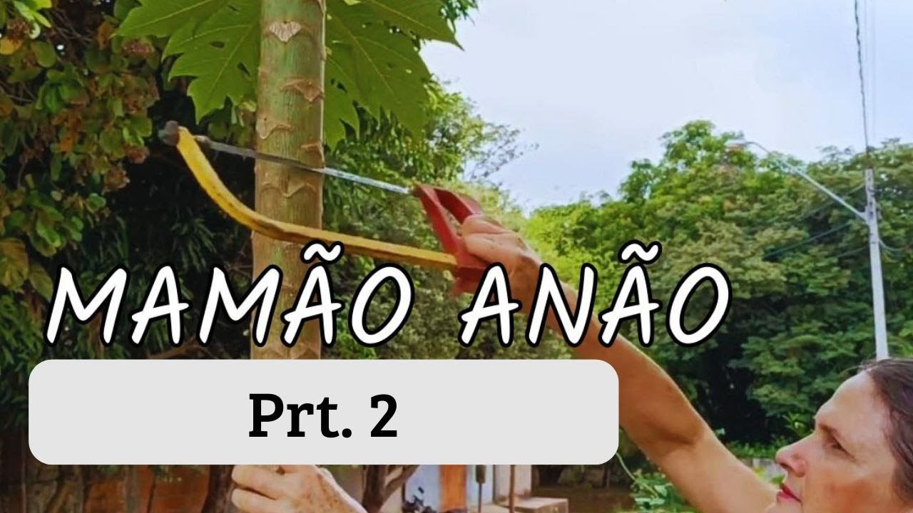 Pé de mamão cresceu muito, oque eu faço agora? Prt.2 - Transplantando