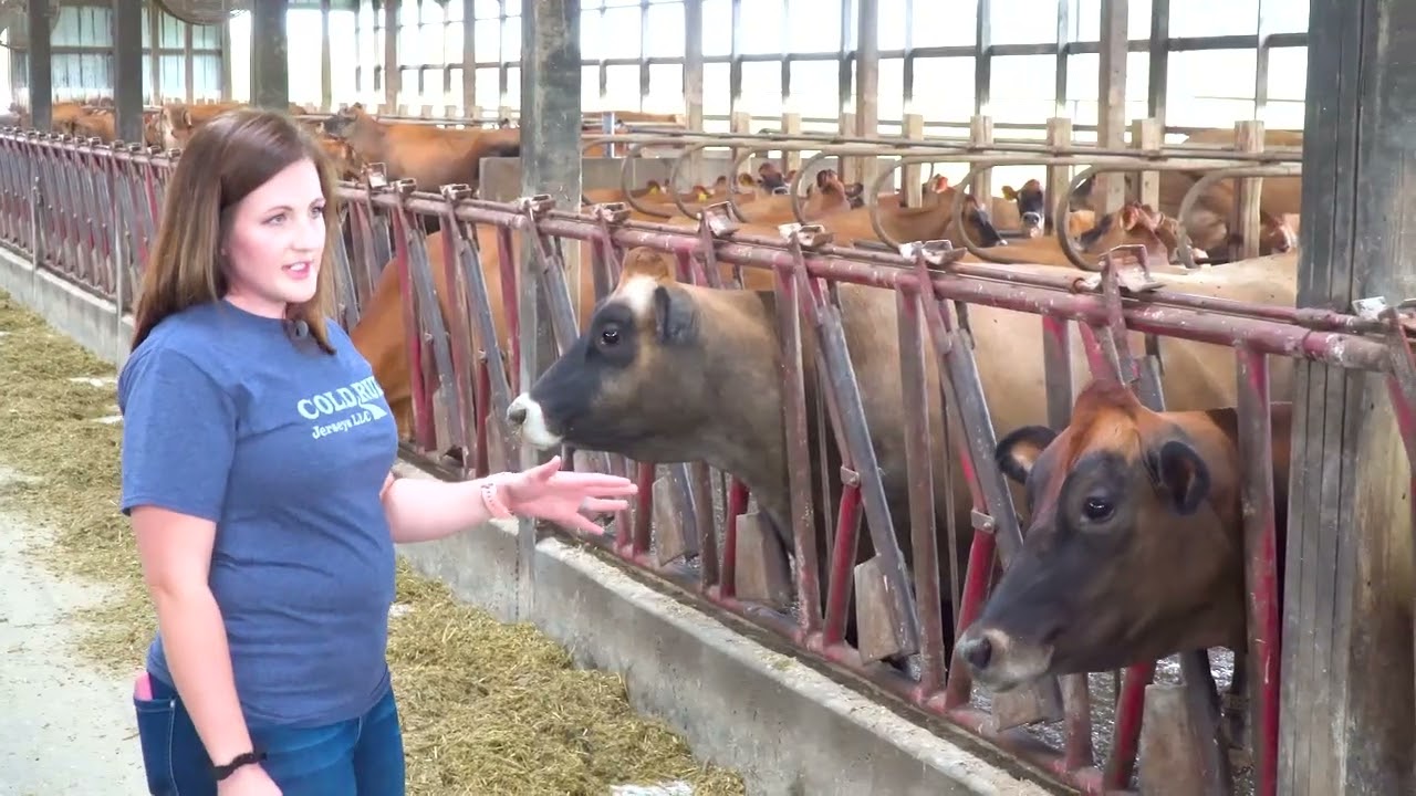 Virtual Dairy Farm Tour