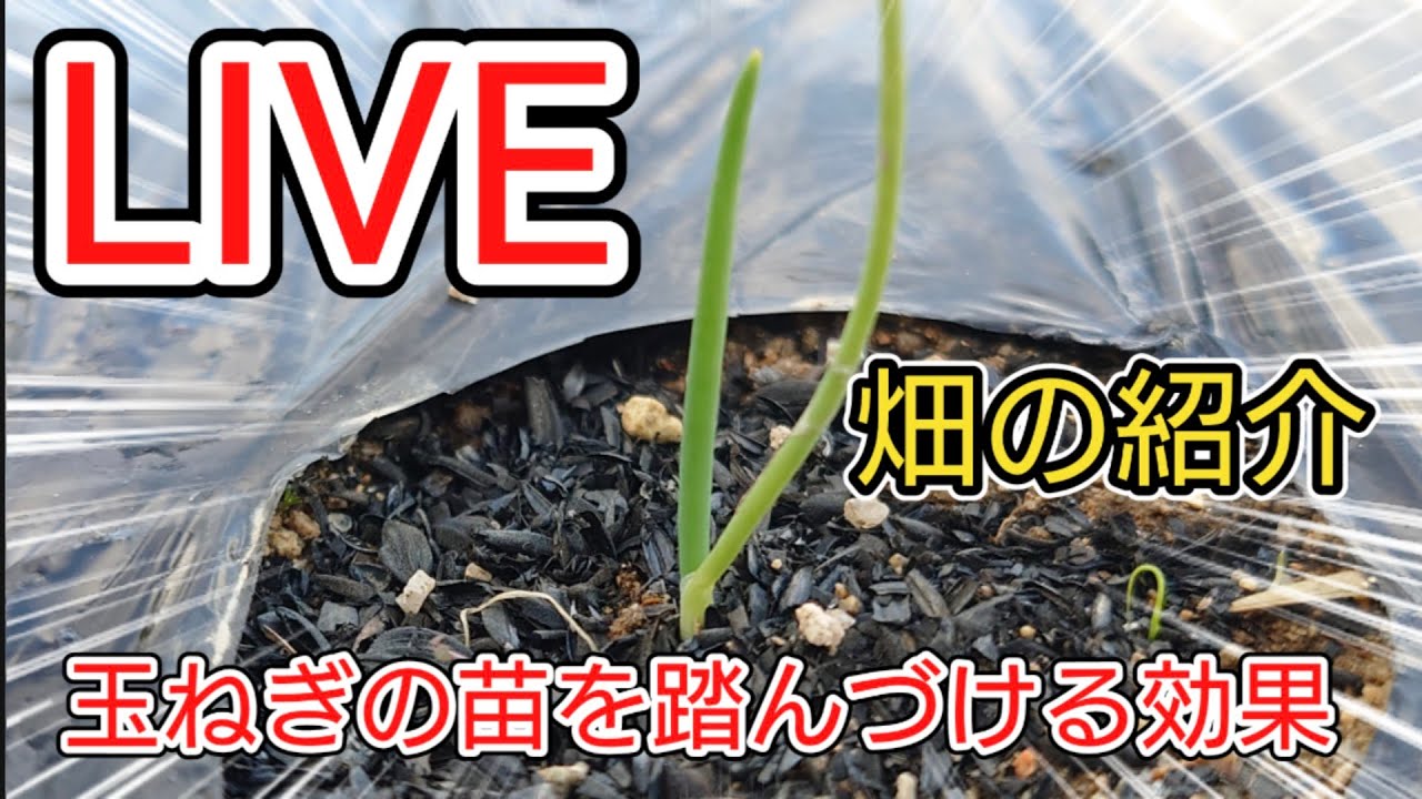 2025/12/15 畑の紹介 LIVE配信 玉ねぎの苗を踏んづける効果は？
