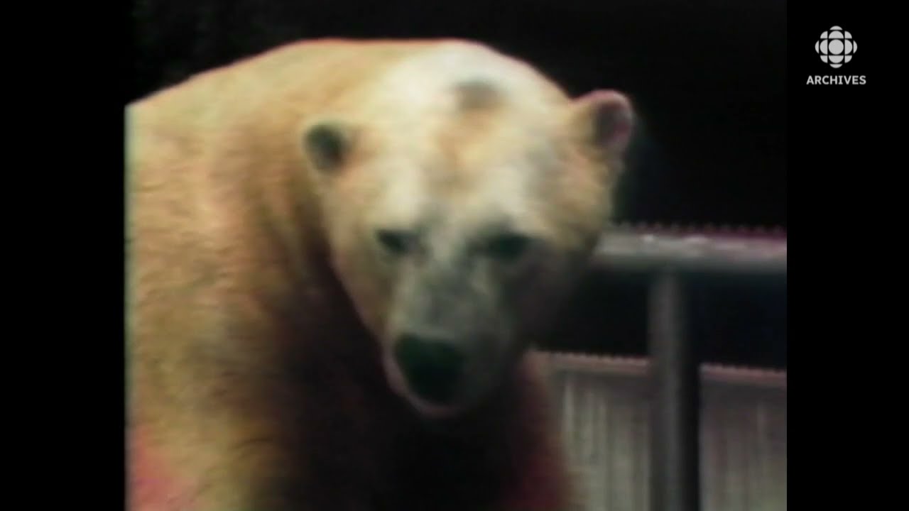 Promenade au zoo et à l’aquarium de Vancouver en 1979