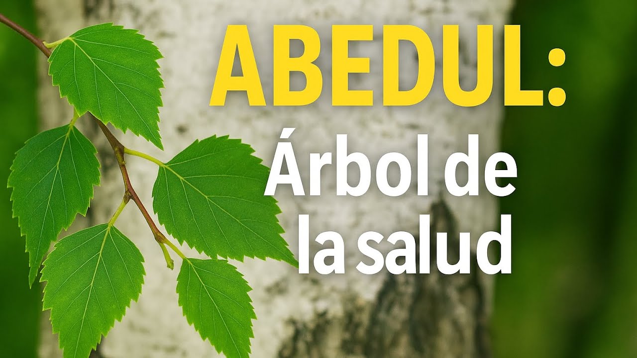 Abedul ➡️ Propiedades Medicinales, Beneficios y Usos Naturales