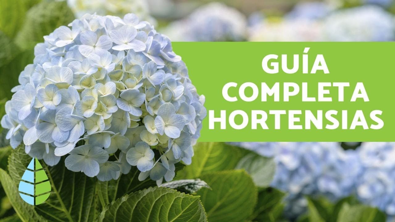 HORTENSIAS - Cuidados y Poda