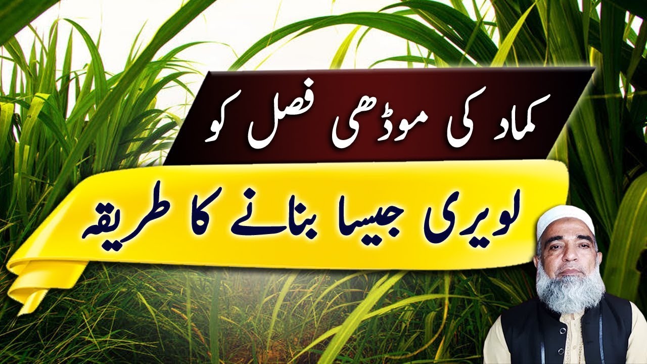 Use of Sugarcane Stubble-shaver for better Sprouts || Crop Reformer