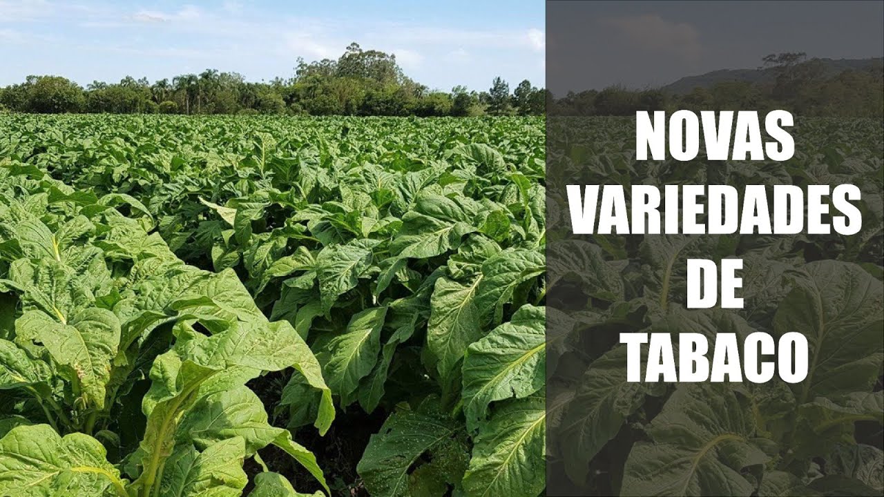 Novas Variedades de Tabaco