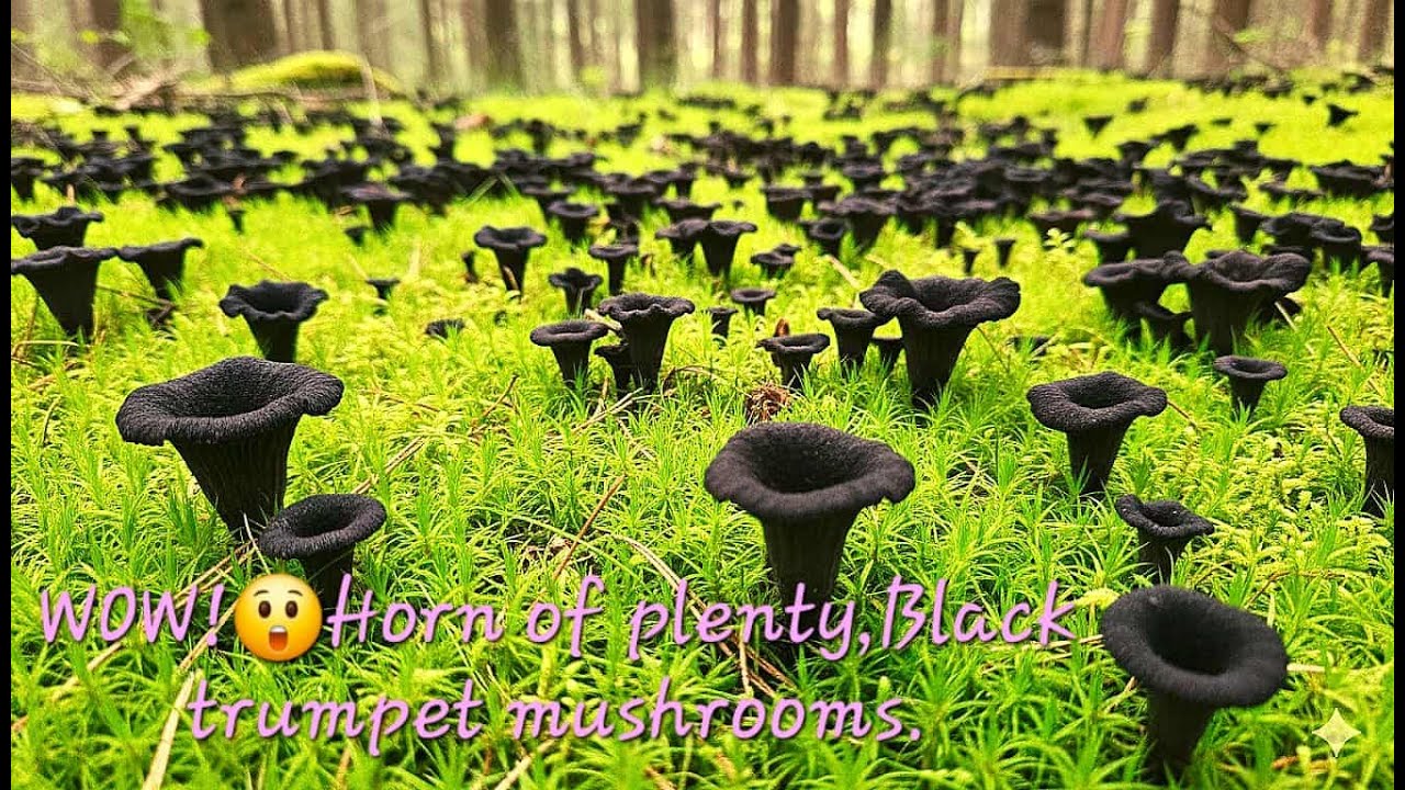 WOW!😮 Horn of plenty, black trumpet mushrooms🍄It's a lucky day to find this ones.#silent