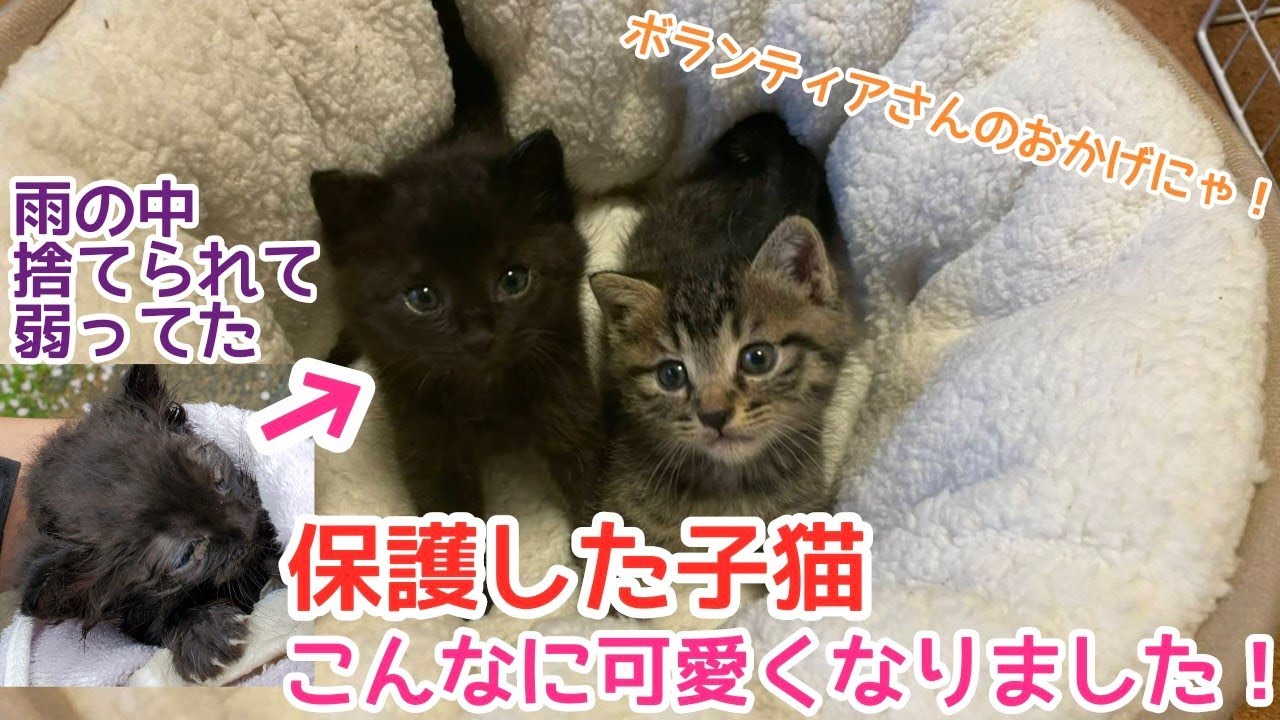 【雨の中保護した子猫】ボランティアさんのおかげで元気にすくすく成長中！