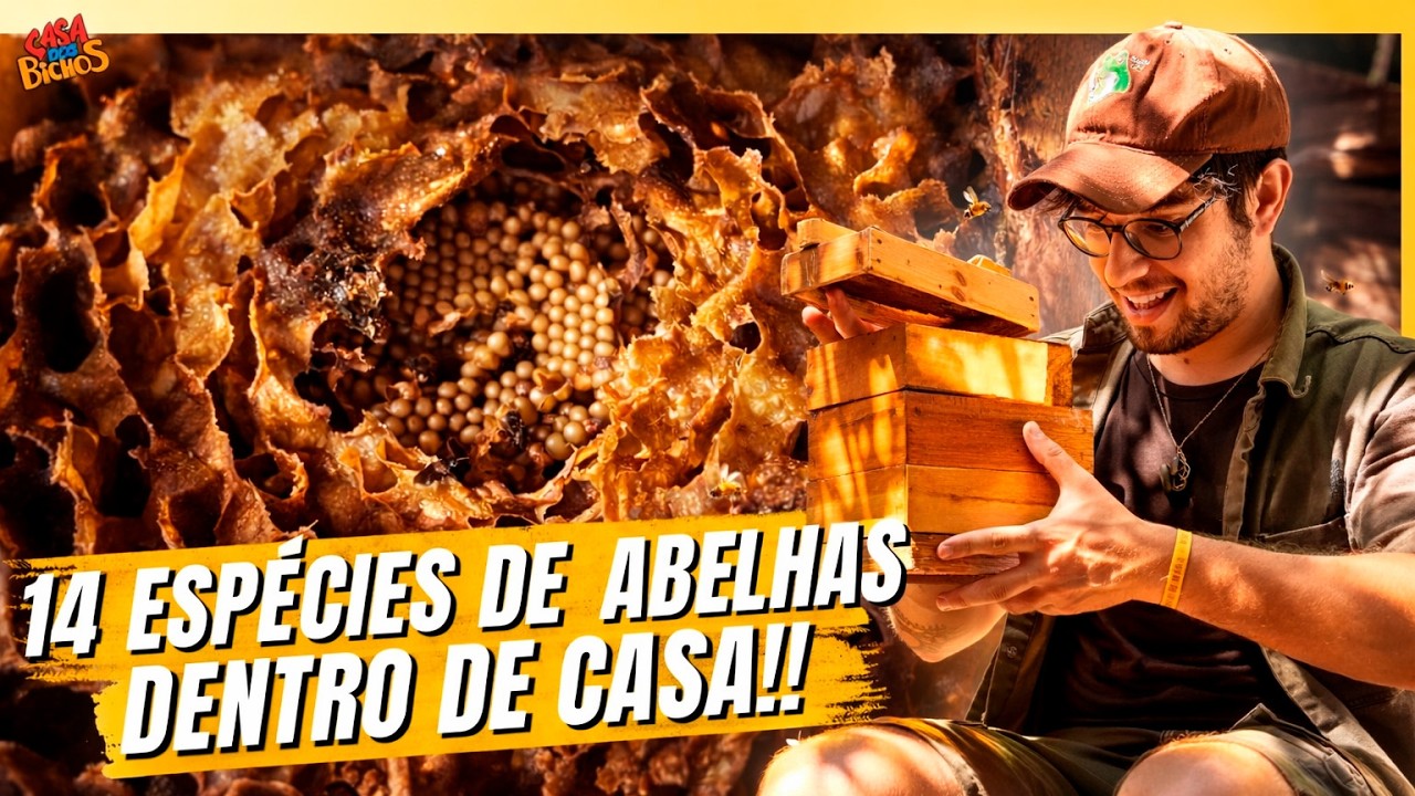 🐝 FUI CONHECER AS TOP 5 ABELHAS SEM FERRÃO PARA INICIANTES