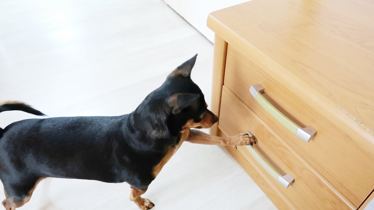 I SURPRISED MY DOGS WITH NEW TOYS ....... PART 1 [FUNNY VIDEO] [MINIATURE PINSCHER] [SMALL DOG]