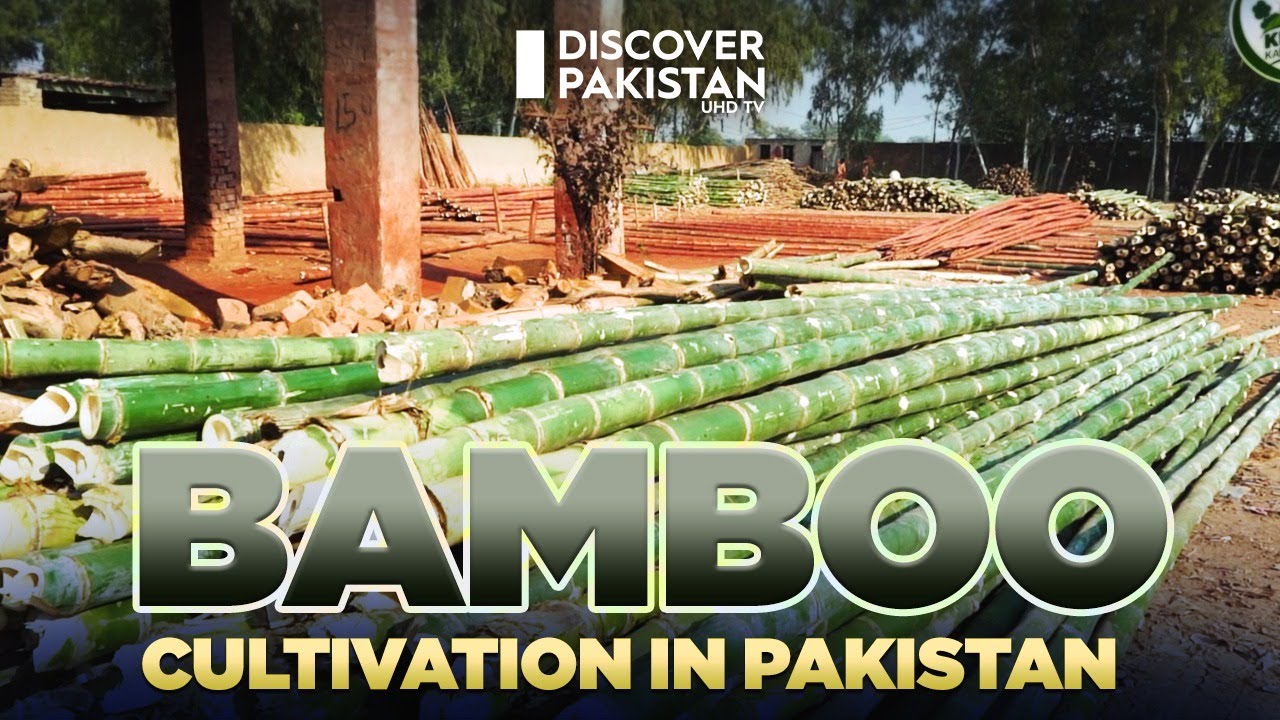 Bamboo Cultivation in Pakistan | Kissan Ka Pakistan | Discover Pakistan