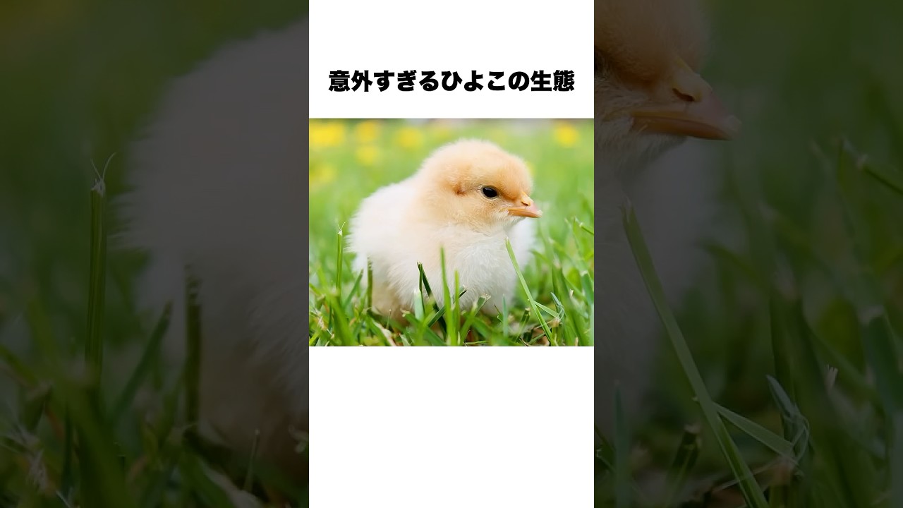 【9割が知らない雑学】可愛いひよこの意外な生態 #雑学 #short #shorts #shortvideo #ひよこ #ニワトリ #動物