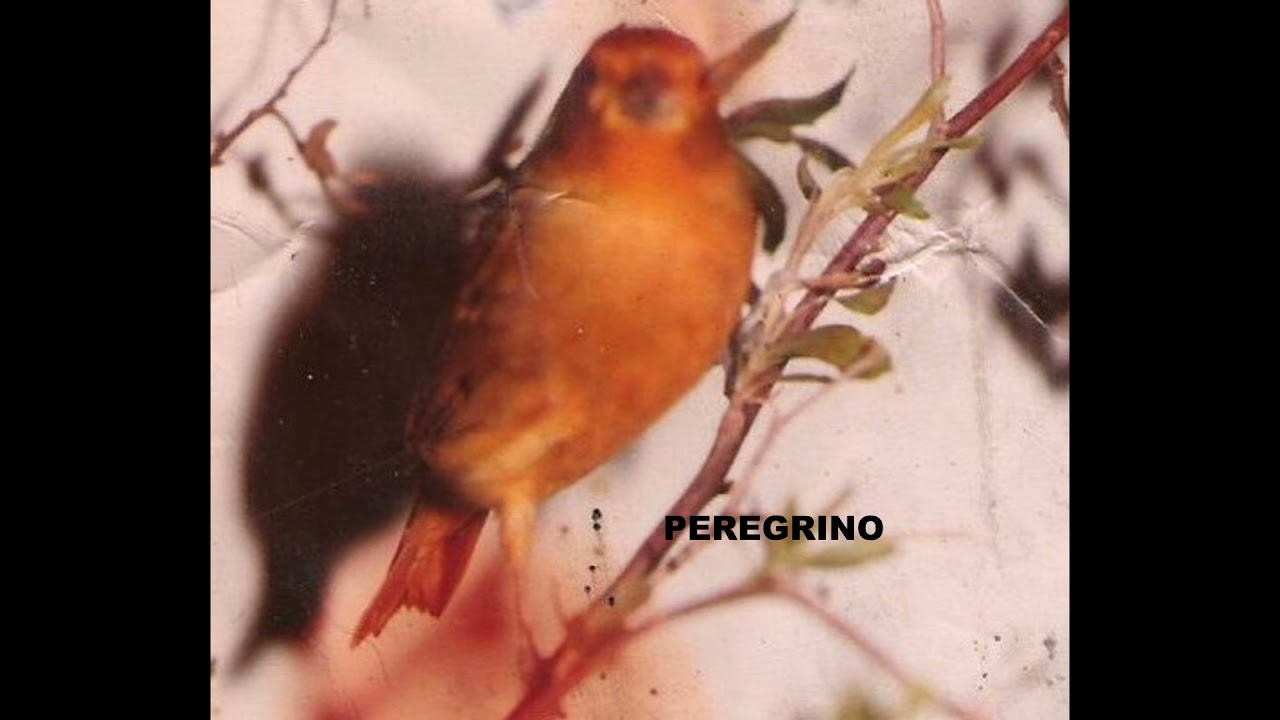 CD canto Jilguero Peregrino