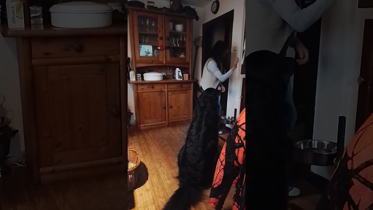 Feivel unser Hovawart - Frauchen kommt vom einkaufen nach Hause.