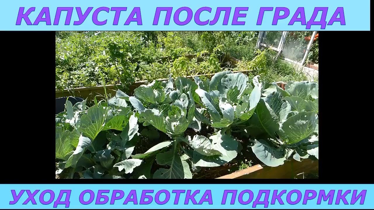 Капуста после града. Уход, подкормки, обработка.