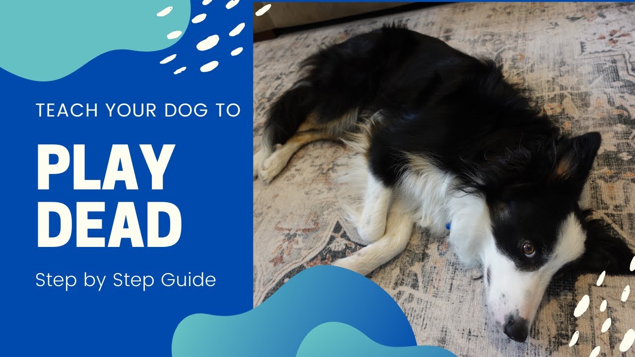How to teach your dog to PLAY DEAD