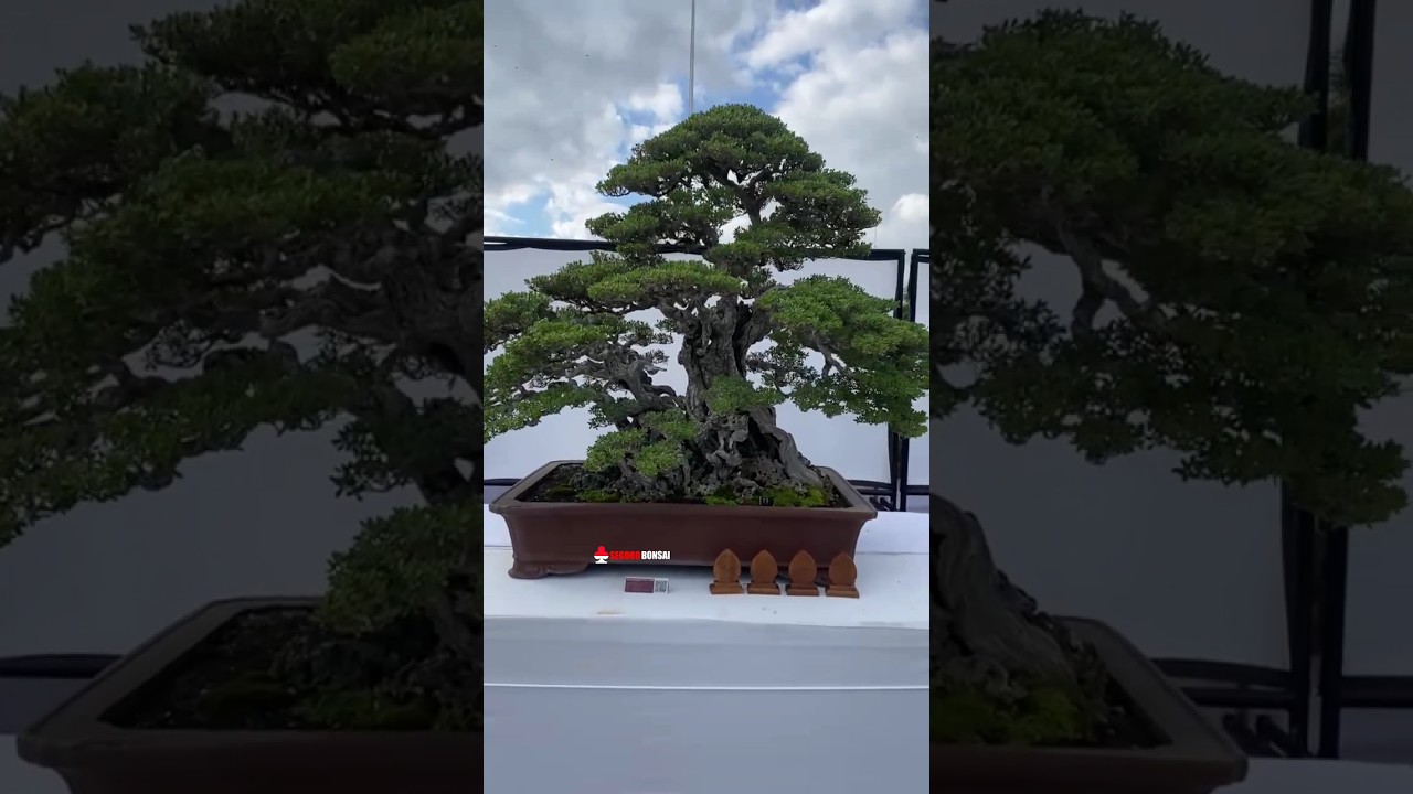 Bonsai Santigi Best In Show ASPAC 17th 2025 Gianyar Bali 