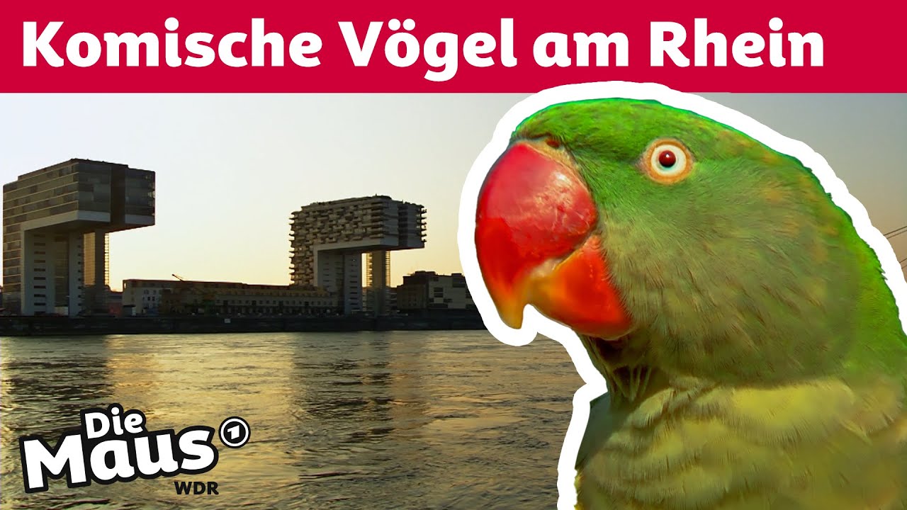 Wie überleben wilde Papageien in Deutschland? | Die Maus | WDR