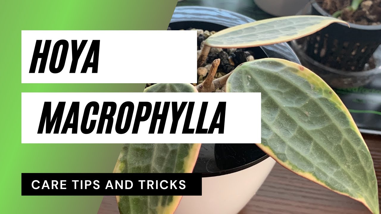 Hoya Macrophylla/Care Tips and Info/Hoya