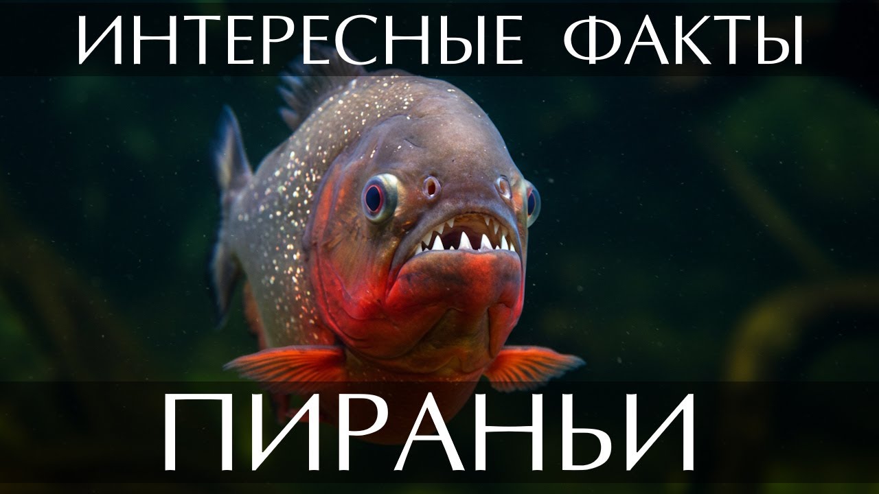 Пираньи - интересные факты