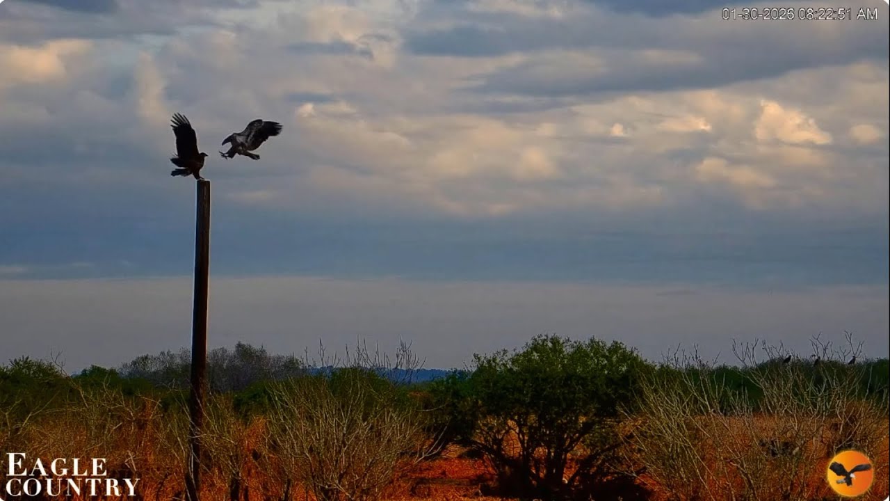 Eagle Country, exciting events in the nest and by the river 30.01.2026