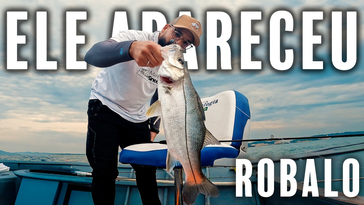 OS ROBALOS APARECERAM na BA&Iacute;A da BABITONGA  #pescaria  #robalo  #robalos  #isca  #fish #pesca