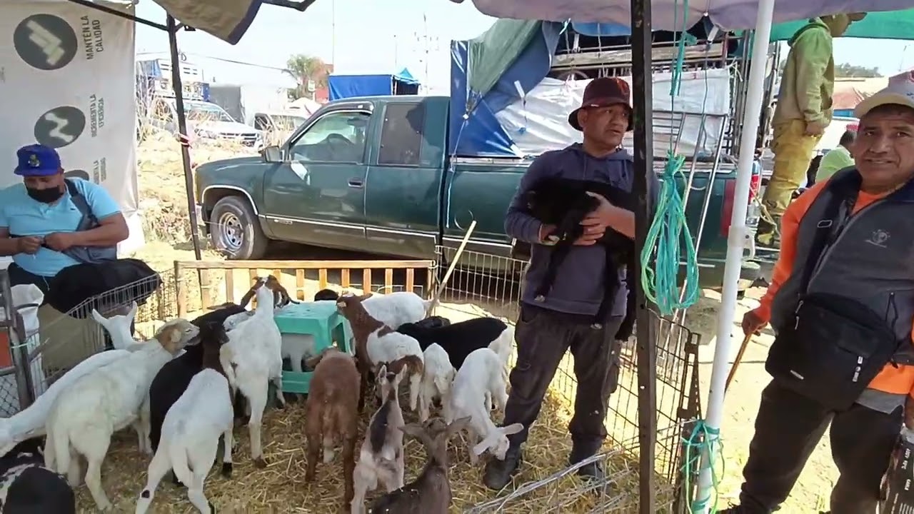 Tianguis de ganado Chalco estado de México 