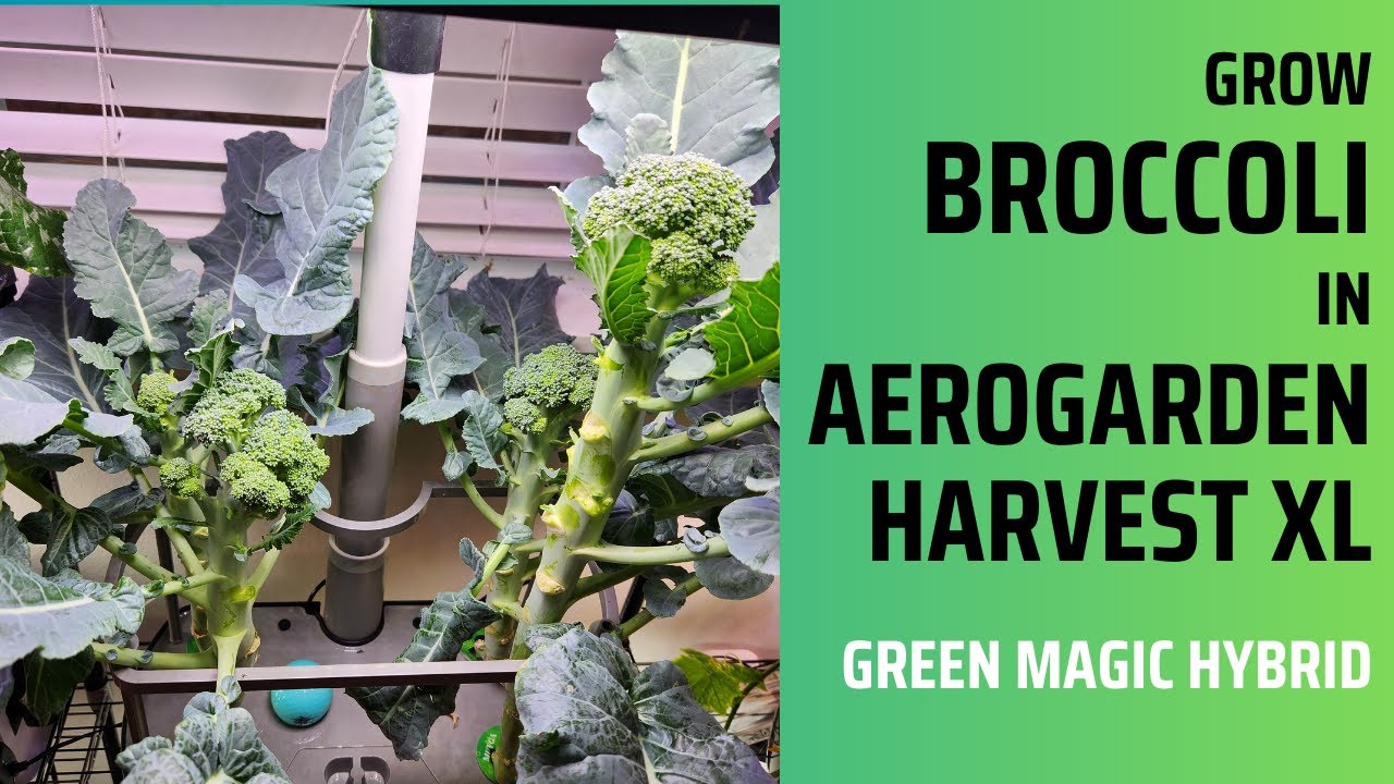 Grow Broccoli in Aerogarden Harvest XL hydroponics, Green Magic Hybrid