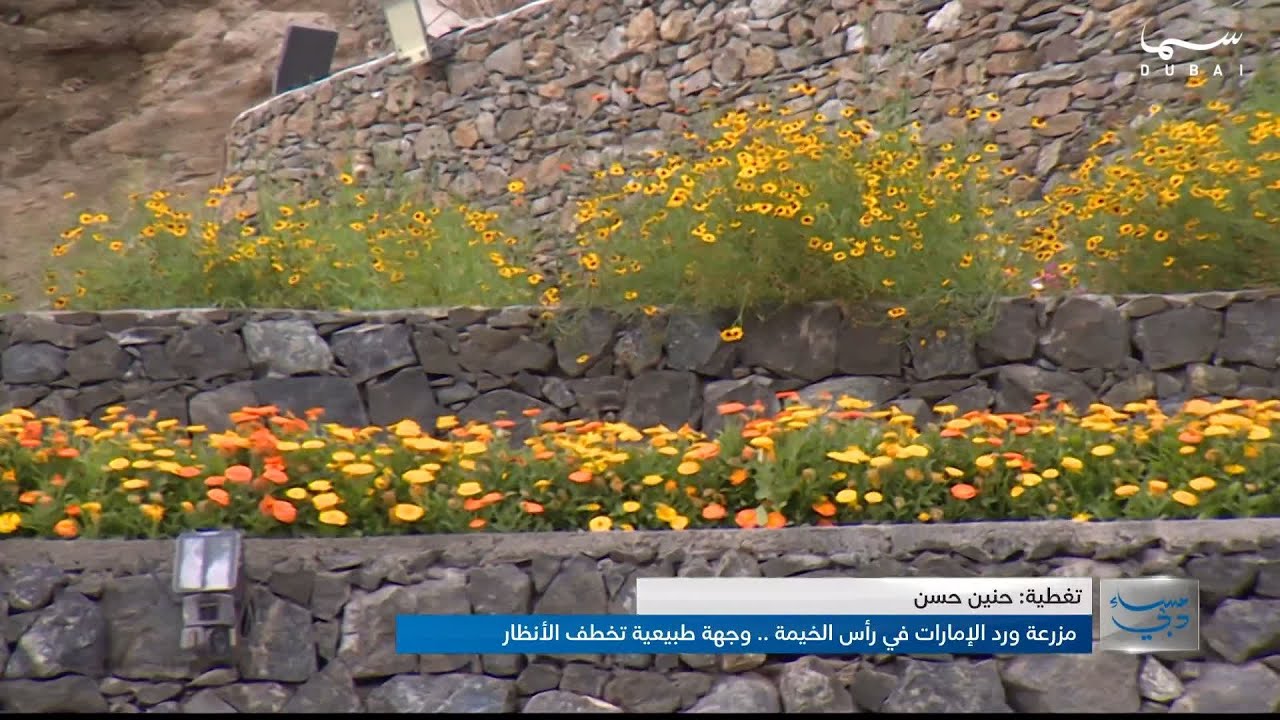 مزرعة الورد الإمارات في راس الخيمة: جنة ملونة من الورود الطبيعية والهدوء