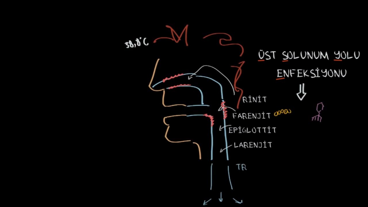Üst Solunum Yolu Enfeksiyonu (ÜSYE) Nedir? (Solunum Sistemi Hastalıkları | Sağlık Bilgisi ve Tıp)