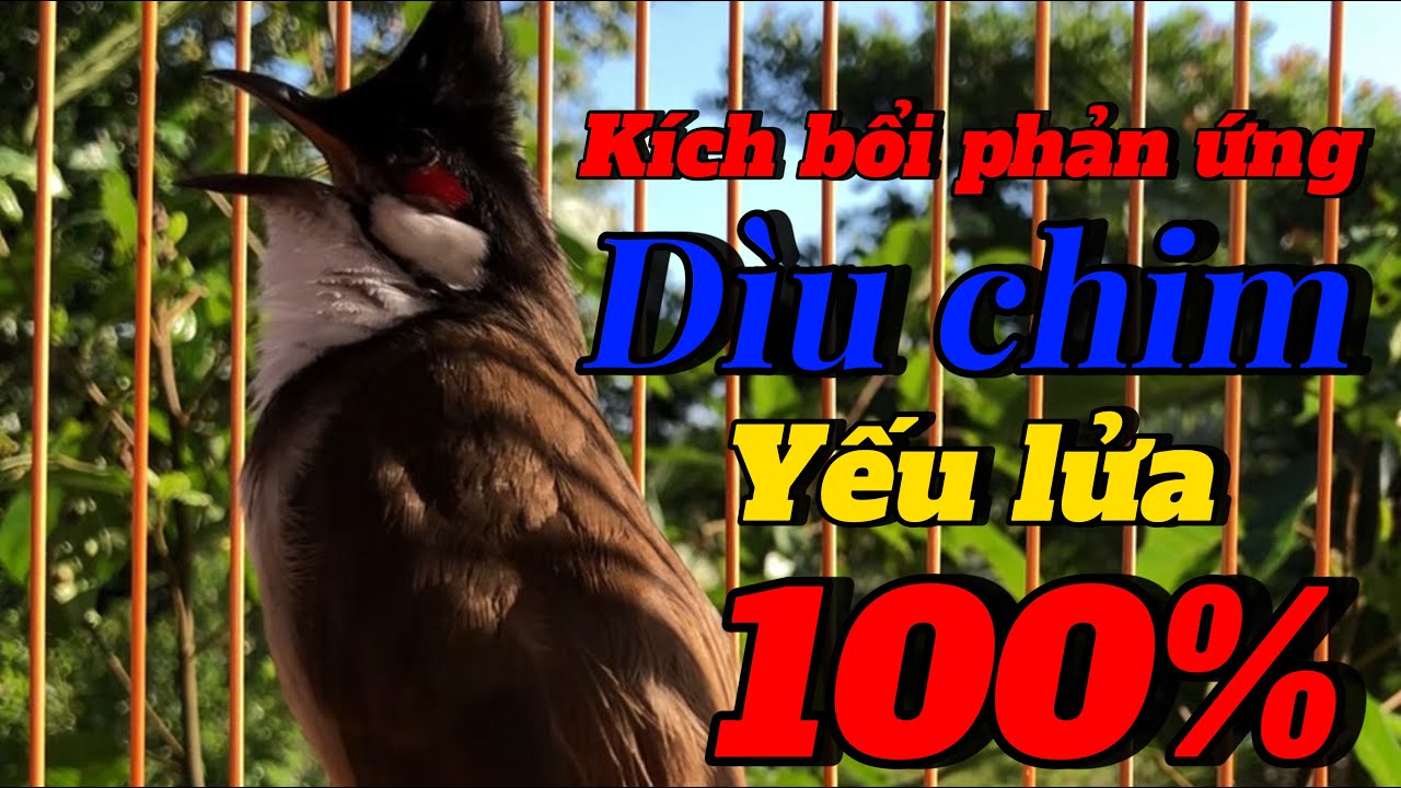 chào mào hót kích bổi | bổi nghe ức chế hót đấu lại