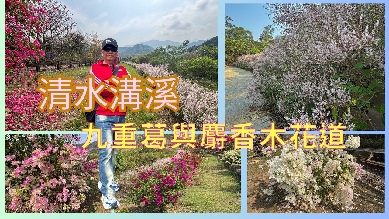 20260309萬ㄟ遊記分享～清水溝溪九重葛＆麝香木花道/請打開CC字幕   4K