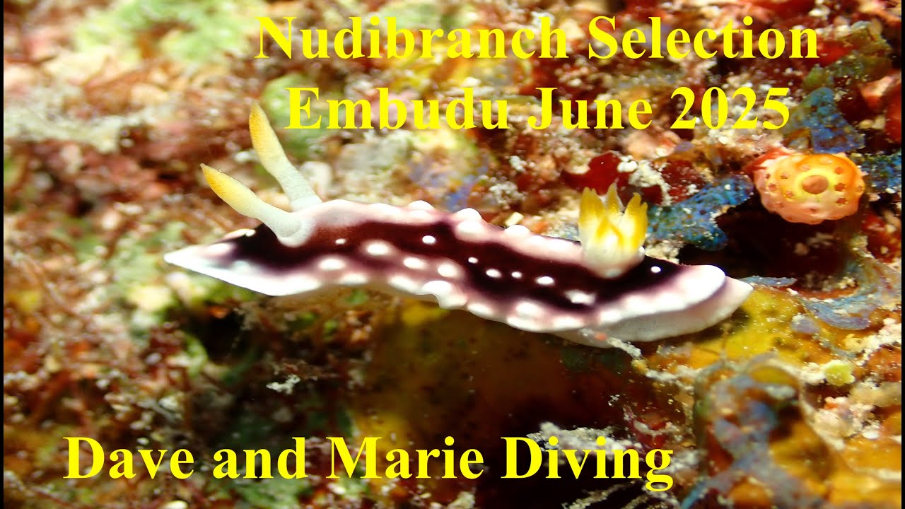 A Selection of Nudibranchs on Embudu Reef - June 2025