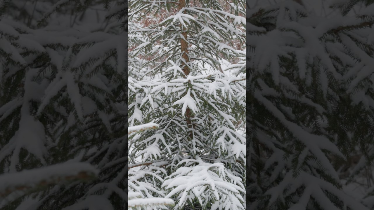 A quiet, calm moment🌲 #snow #forest #rivenmoss #nature #winter #piano #naturevideo