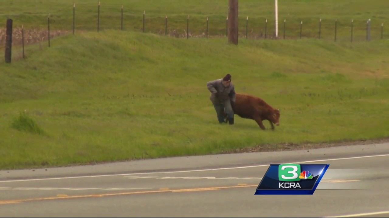 Cows hit, killed by truck on Jackson Highway